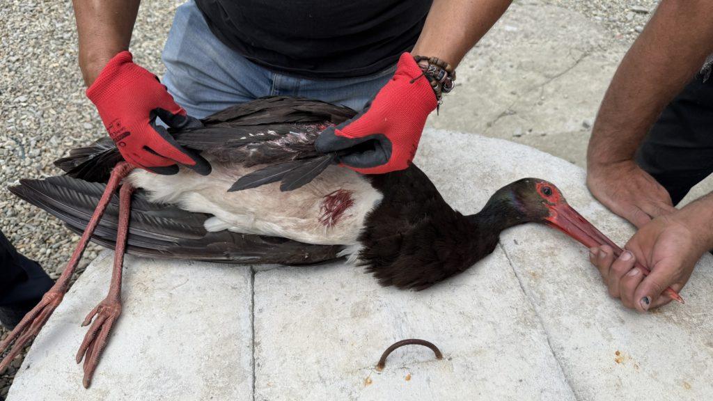 Czarny bocian z rannym skrzydłem jest trzymany przez mężczyznę w czerwonych rękawiczkach
