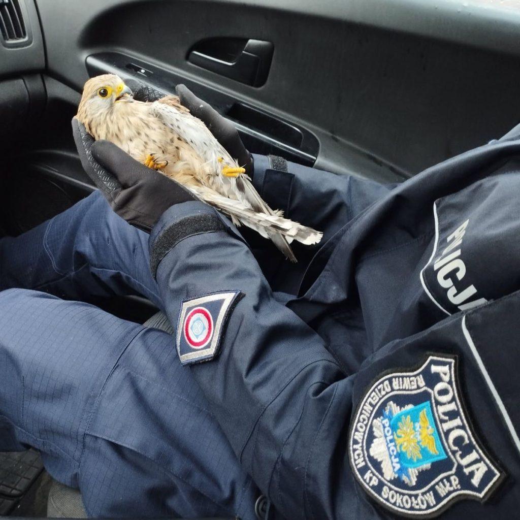 Policjant siedzący w samochodzie trzyma w rękach rannego ptaka