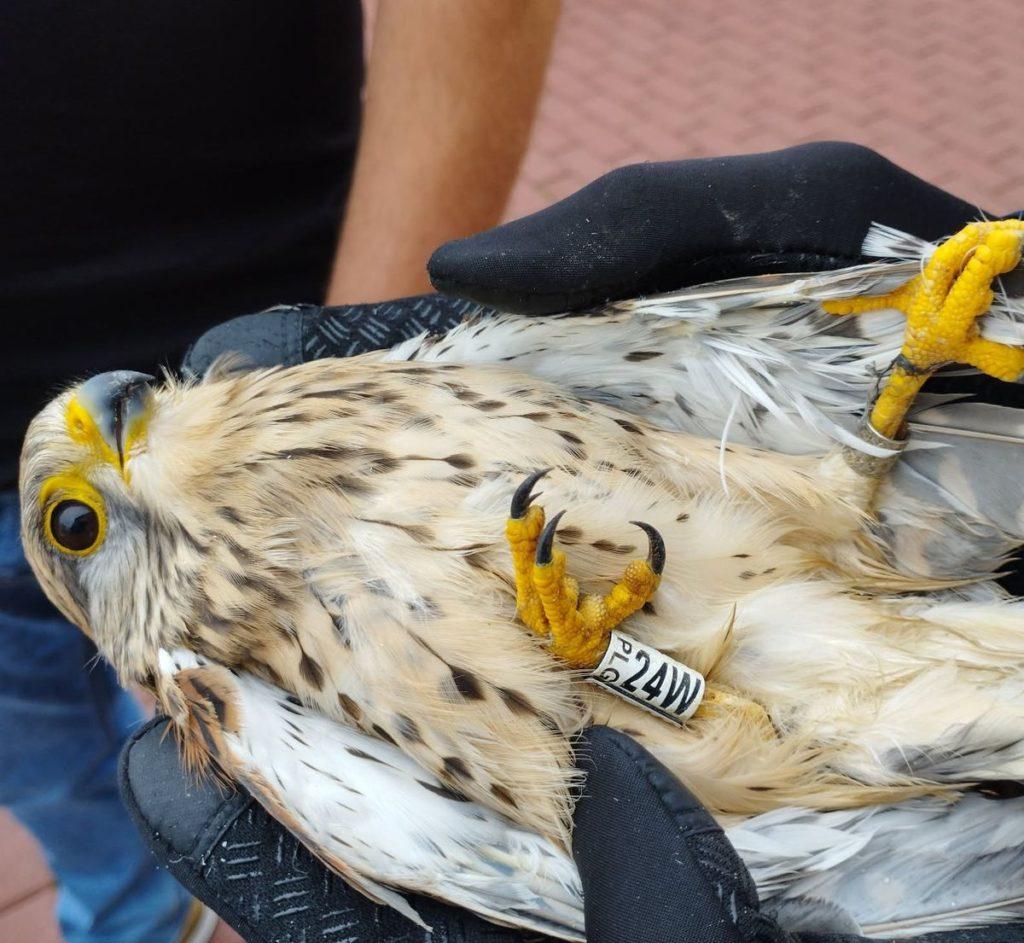 Ranny ptak trzymany przez policjanta