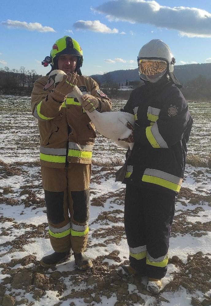 Strażacy z OSP Bielowy trzymają rannego ptaka podczas interwencji w Jaworzu Górnym