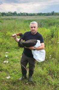 Mężczyzna trzyma w rękach rannego bociana czarnego