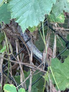 Fragment ciała węża wśród liści