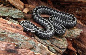 Wąż na pniu drzewa