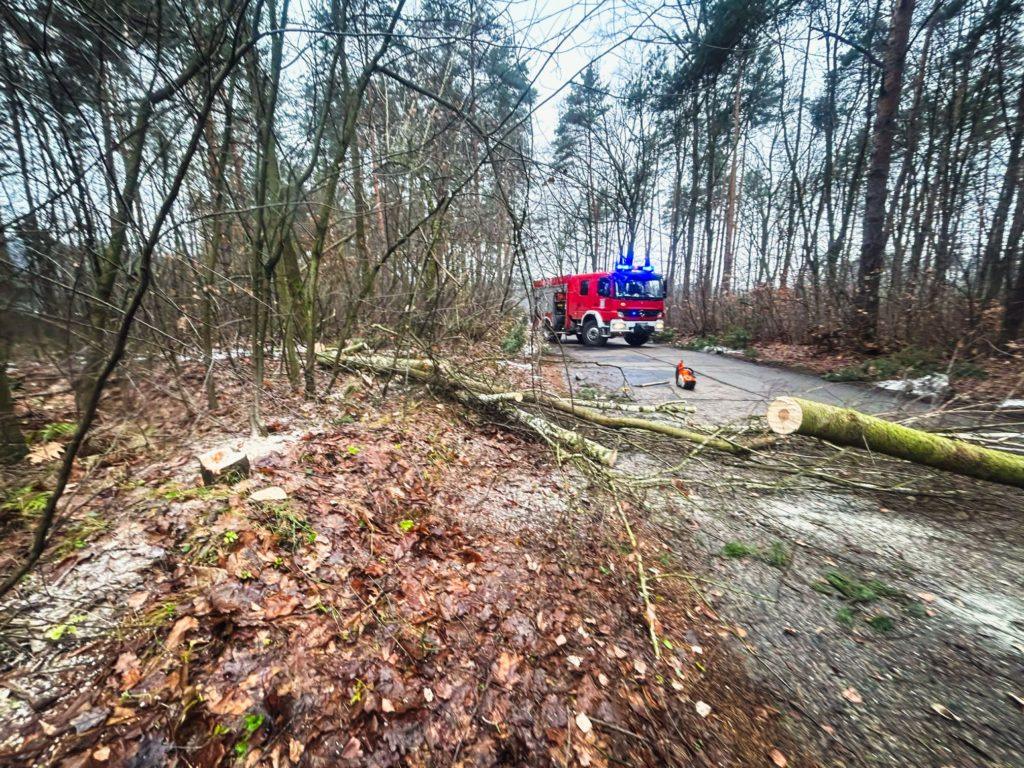 las, powalone drzewo, samochód strażacki