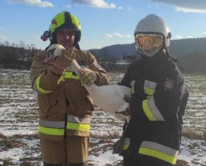 Strażacy z OSP Bielowy trzymają rannego ptaka podczas interwencji w Jaworzu Górnym