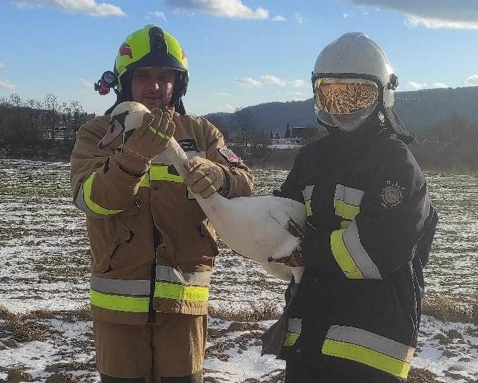 Strażacy z OSP Bielowy trzymają rannego ptaka podczas interwencji w Jaworzu Górnym