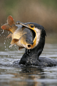 Kormoran czarny trzyma w dziobie dużego karpia
