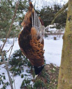 Martwy bażant wisy na galęzi drzewa